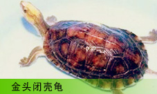  ͷտǹ